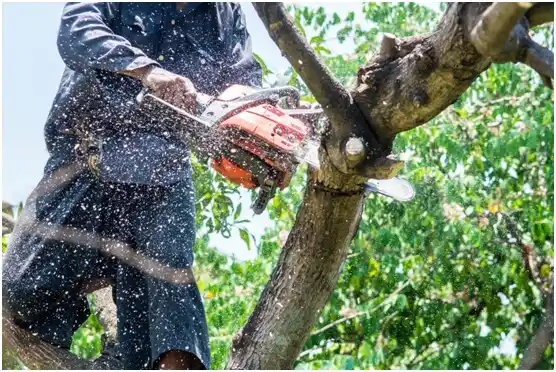 tree services Beverly Hills